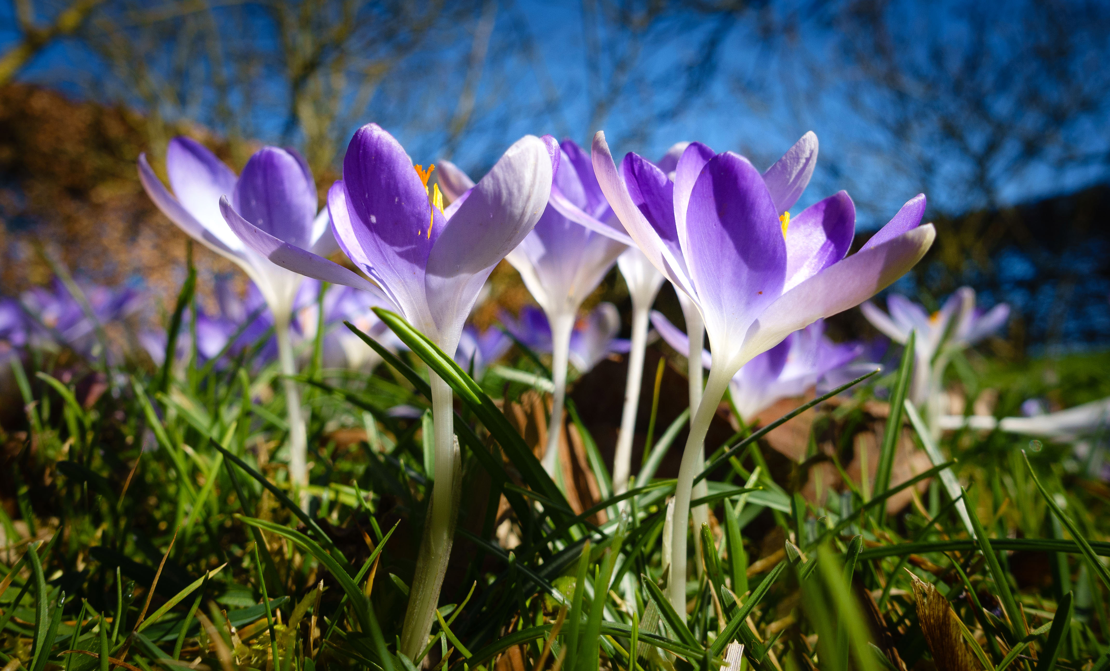 crocus