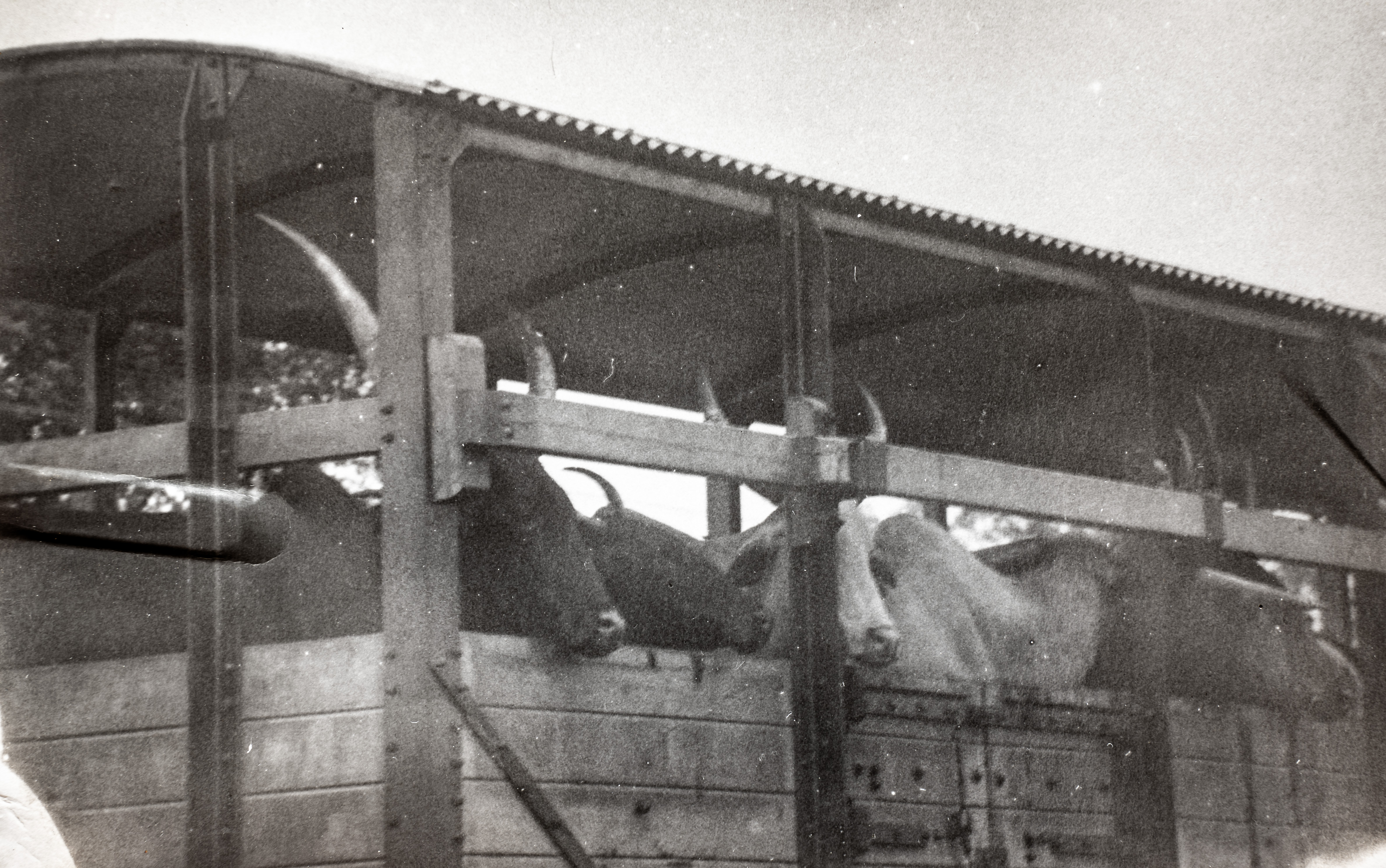 A Nigerian cattle train